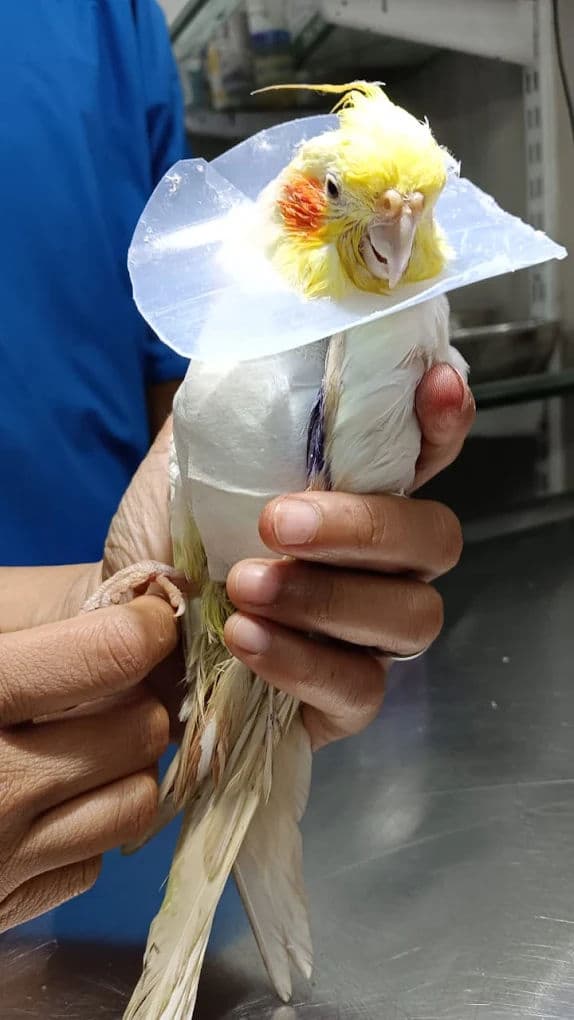 Lumps and Bumps: When to Worry