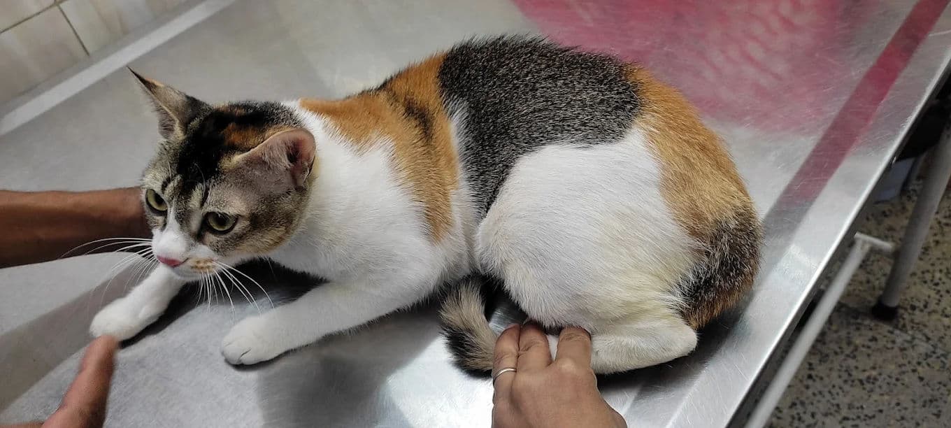 Bloat (GDV): The Deep-Chested Dog Emergency