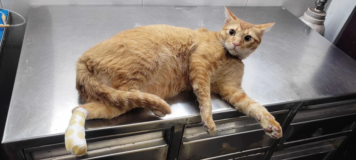 Heartworm: The Silent Disease That Mosquitoes Spread