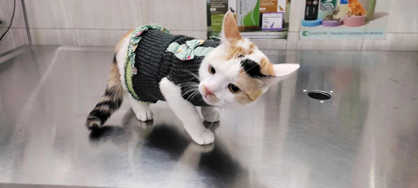 Separation Anxiety: What It Looks Like and What Helps