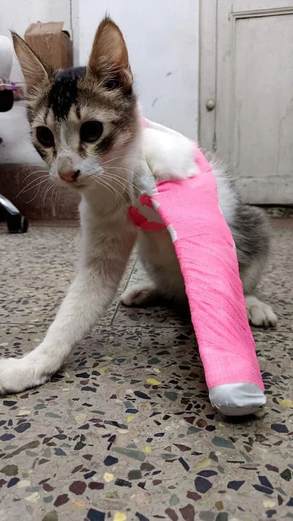 Litter Box Problems: Why Cats Stop Using It