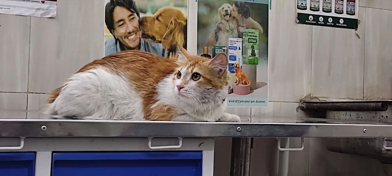 Pet First-Aid Kit: What to Keep at Home