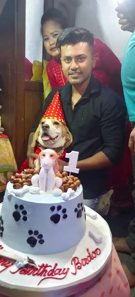 Aggression in Dogs: When to Seek Help