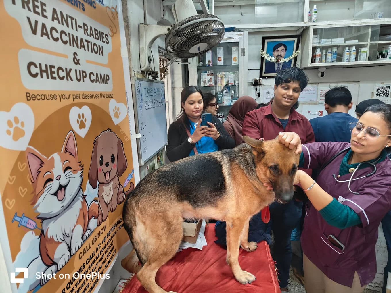 Hip Dysplasia: Breeds at Risk and What Helps