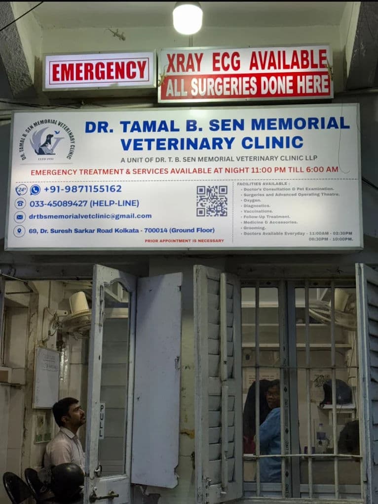 Adopting a Senior Pet: What to Expect