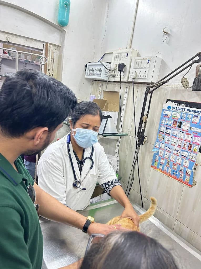 Annual Wellness Exam: What Your Vet Is Actually Checking